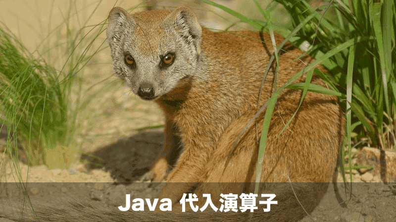 Javaの代入演算子