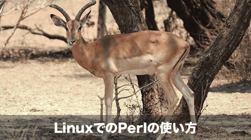 linuxでのperlの動かし方